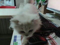 -瑞鹏瑞爱宠物医院·全科·猫科·血液透析中心(龙头寺店)