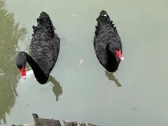 -上海野生动物园