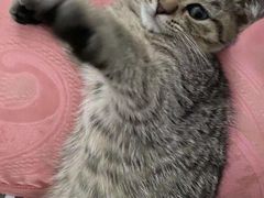 -宠颐生宠物医院外科·内科·皮肤科·影像科(石龙店)