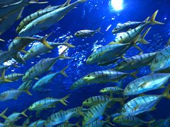 -芜湖新华联大白鲸海洋公园