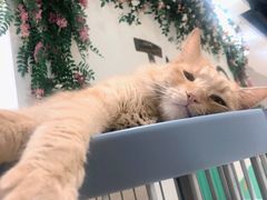 -藏猫猫咖啡主题馆(中央大道店)