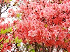 -瑞安圣井山景区