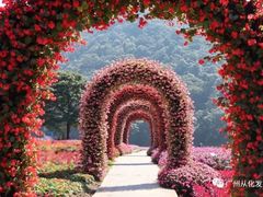 -广州市石门国家森林公园