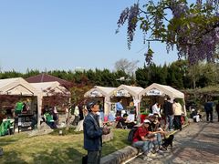 -嘉定紫藤园