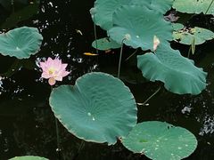 -荔湾湖公园