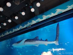 -烟台海昌鲸鲨海洋公园