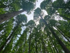 -黄海国家森林公园