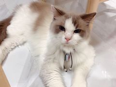 -楼上猫咖(罗湖店)