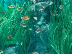 -上海海洋水族馆