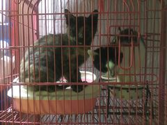 大堂-Sirena海妖日咖夜酒