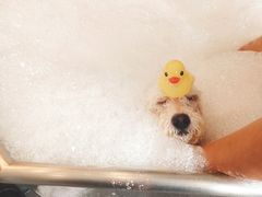 -PETKIT小佩宠物(古北店)