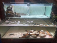 -樱之盛宴·蟹料理海鲜自助(前进大街店)