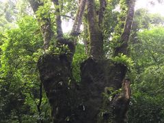 -莫里热带雨林景区