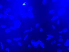 -暹罗海洋世界