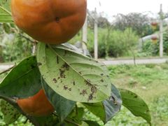 -武汉世外桃源农庄