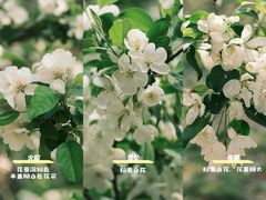 -海棠花溪(元大都城垣遗址公园)