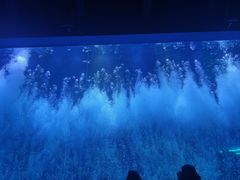 -哈尔滨波塞冬海底世界