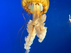 -太平洋海底世界