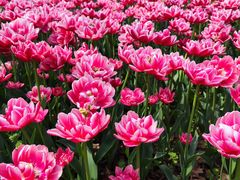 -玄武湖景区-情侣园游乐场