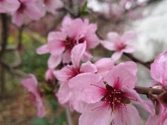 -南汇桃花村