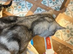 -猫猫幼稚园·撸猫·桌游·电玩