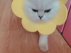 -纳吉亚猫专科动物诊疗中心(蒋宅口分院)
