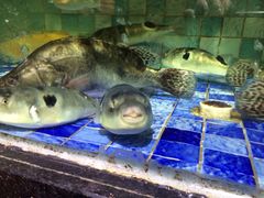 iphone_upload_pic-宝宇大连海鲜渔港(金奎大厦店)