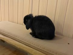 -猫猫幼稚园·撸猫·桌游·电玩