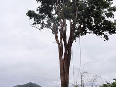 -大树秋千
