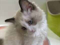 -青奢宠物·青奢猫舍