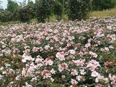 -都江堰玫瑰花溪谷