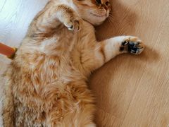 -猫腻·猫咖·撸猫馆(星光大道店)