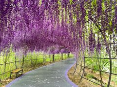 -大塘金香草谷