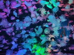 -合肥海洋世界