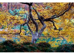 -西湖外事游船(花港观鱼码头)