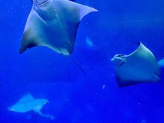 -上海海洋水族馆