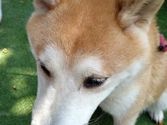 -柴犬高等学院·狗咖·柴犬售卖·宠物训练