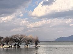 -洱海月湿地公园