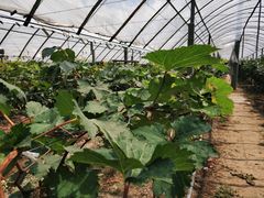 -马陆小张葡萄园农家乐