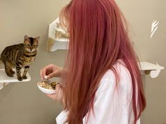 -猫域·湾主题猫咖·宠物吧(南坪城市广场店)