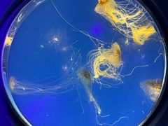 -海合安成都极地海洋公园