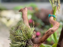 -上海辰山植物园