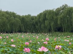 -东升八家郊野公园