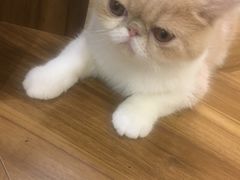 -飞行喵MR PILOT|猫舍·猫咖(静安大融城店)