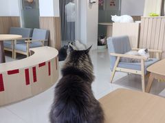 -鼓捣猫呢主题猫咖店