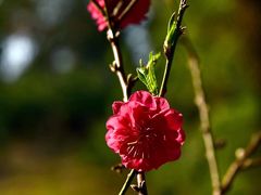 -桃花涧