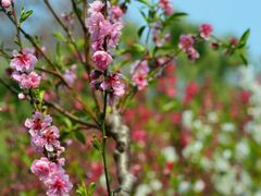 -桃花涧
