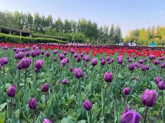 -长春公园(普阳街道)