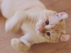 -猫腻·猫咖·撸猫馆(星光大道店)