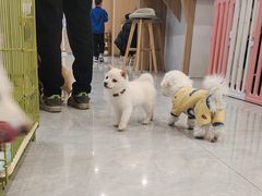 -柴犬小屋·柴餐厅·狗咖食堂(金鼎广场店)